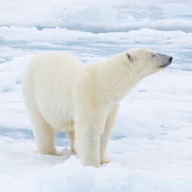 https://ouroborosx.com/wp-content/uploads/2022/03/image_09_home_03-640x640.jpg